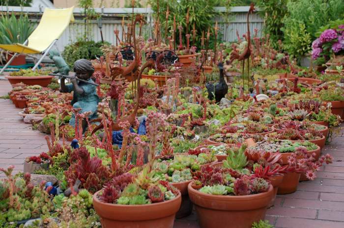 Sempervivum Dachwurz Hauswurz